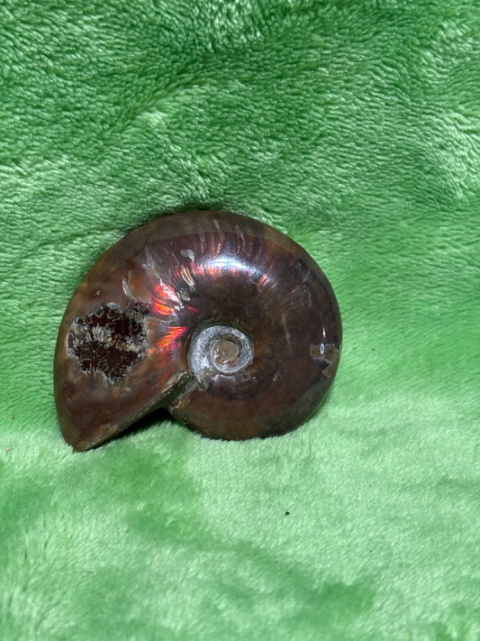 Ammonite fossil 💎￼